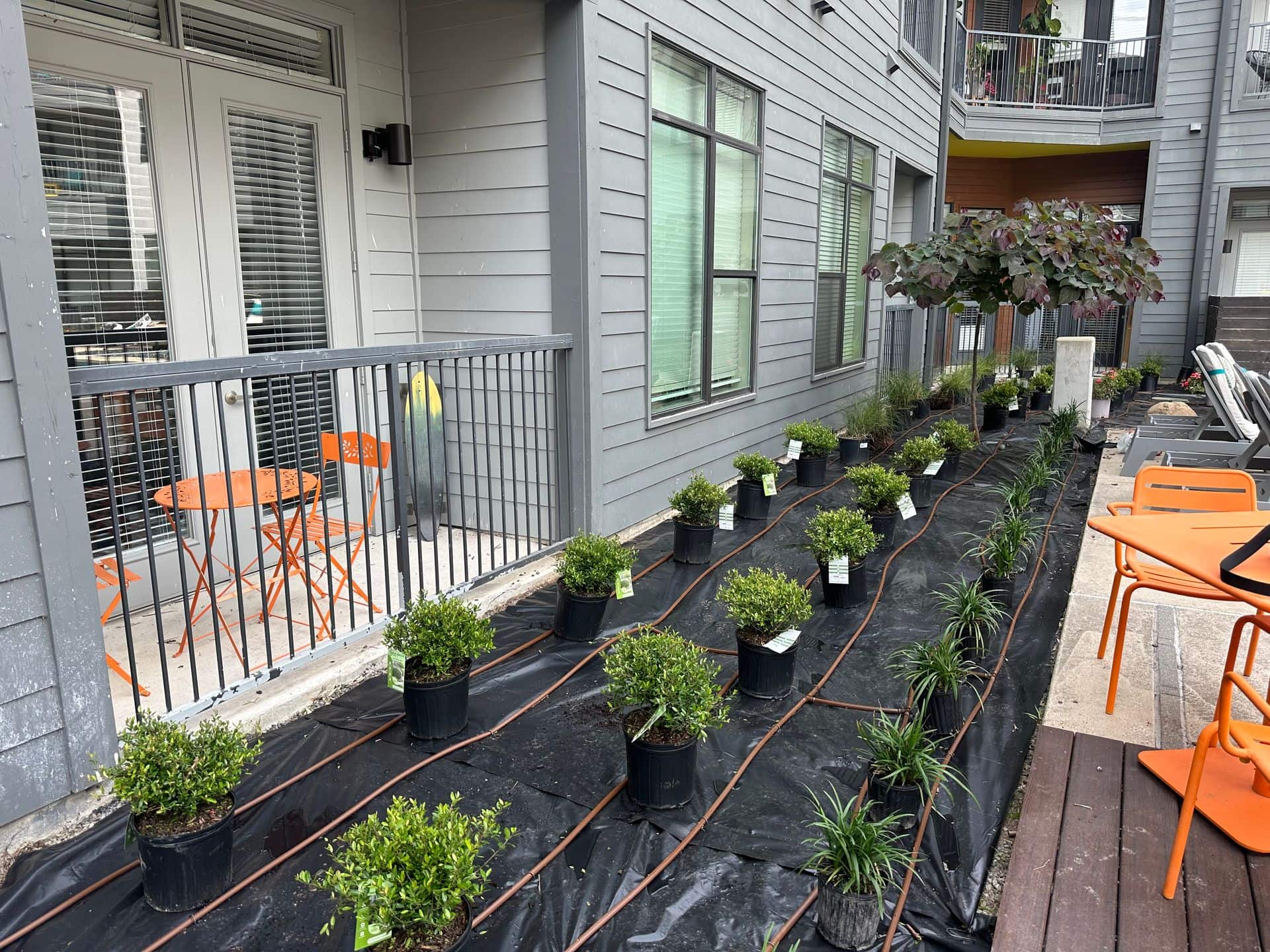 Potted shrubs planted in rows along a narrow side yard beside a gray apartment building
