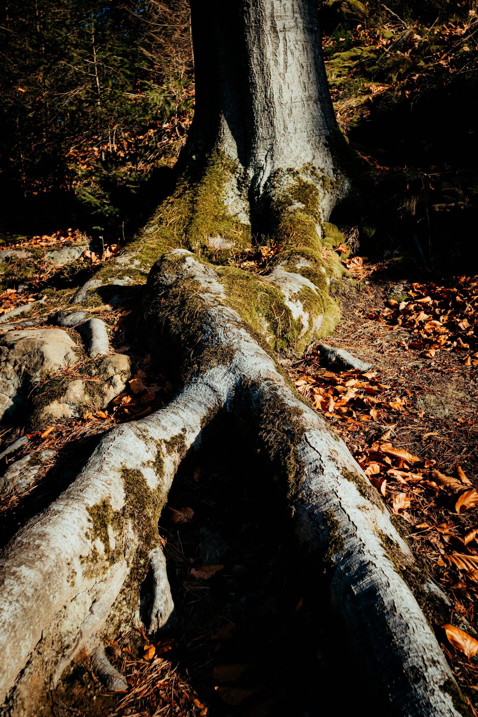 Tree trunk and exposed roots with moss and leaves showing root damage near home